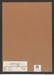 Coscinodiscus normanii Greg. (de-Toni-Nr.: Genus 202, Species 4947) Zeichnungen Sammlung Grunow Mappe 04770 (Herbarium_W_Grunow_drawings_Folder_04770)